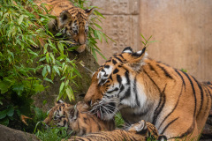 Tigerbabys