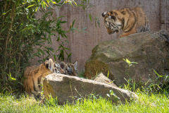 Tigerbabys