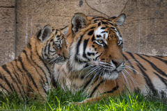 Tigerbabys