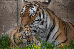 Tigerbabys