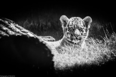 Tigerbabys