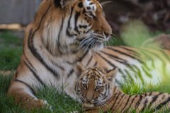 Tigerbabys