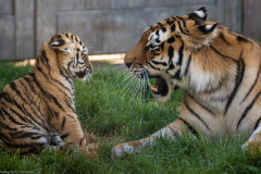 Tigerbabys