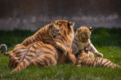 Tigerbabys
