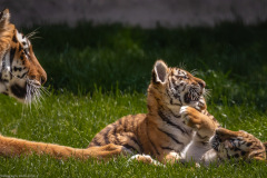 Tigerbabys