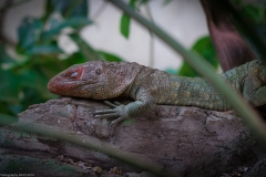 Tropenaquarium Hagenbeck 2016 Tropenaquarium Hagenbeck 2016
