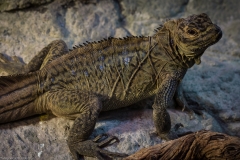 Tropenaquarium Hagenbeck 2016 Tropenaquarium Hagenbeck 2016