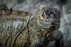 Tropenaquarium Hagenbeck 2016 Tropenaquarium Hagenbeck 2016