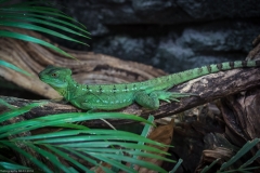 Tropenaquarium Hagenbeck 2016 Tropenaquarium Hagenbeck 2016