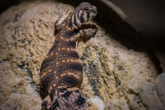 Tropenaquarium Hagenbeck 2016 Tropenaquarium Hagenbeck 2016