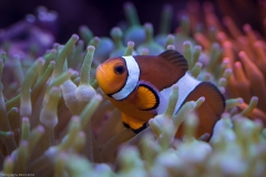 Tropenaquarium Hagenbeck 2016 Tropenaquarium Hagenbeck 2016