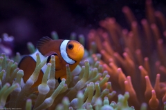 Tropenaquarium Hagenbeck 2016 Tropenaquarium Hagenbeck 2016