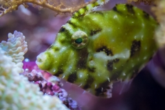 Tropenaquarium Hagenbeck 2016 Tropenaquarium Hagenbeck 2016