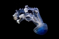 Tropenaquarium Hagenbeck 2016 Tropenaquarium Hagenbeck 2016