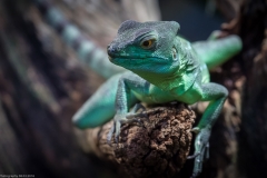 Tropenaquarium Hagenbeck 2016 Tropenaquarium Hagenbeck 2016