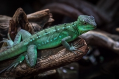 Tropenaquarium Hagenbeck 2016 Tropenaquarium Hagenbeck 2016