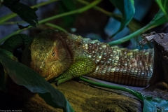 Tropenaquarium Hagenbeck 2016 Tropenaquarium Hagenbeck 2016
