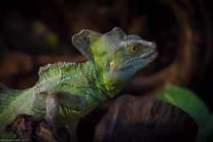 Tropenaquarium Hagenbeck 2016 Tropenaquarium Hagenbeck 2016