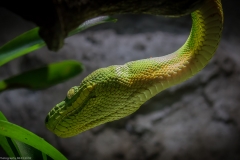 Tropenaquarium Hagenbeck 2016