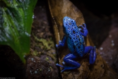 Tropenaquarium Hagenbeck 2016