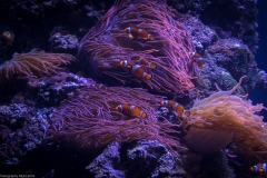 Tropenaquarium Hagenbeck 2016