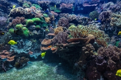 Tropenaquarium Hagenbeck 2016 Tropenaquarium Hagenbeck 2016