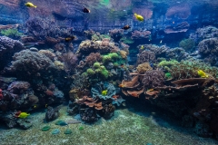 Tropenaquarium Hagenbeck 2016 Tropenaquarium Hagenbeck 2016