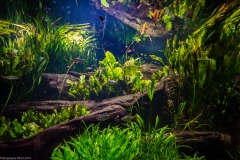 Tropenaquarium Hagenbeck 2016 Tropenaquarium Hagenbeck 2016