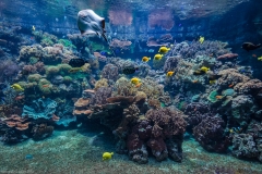 Tropenaquarium Hagenbeck 2016 Tropenaquarium Hagenbeck 2016