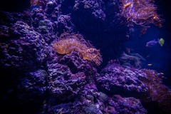 Tropenaquarium Hagenbeck 2016 Tropenaquarium Hagenbeck 2016
