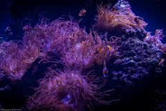 Tropenaquarium Hagenbeck 2016 Tropenaquarium Hagenbeck 2016