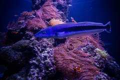 Tropenaquarium Hagenbeck 2016 Tropenaquarium Hagenbeck 2016