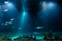Tropenaquarium Hagenbeck 2016 Tropenaquarium Hagenbeck 2016