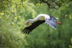 Vogelpark Walsrode