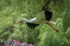Vogelpark Walsrode