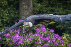 Vogelpark Walsrode