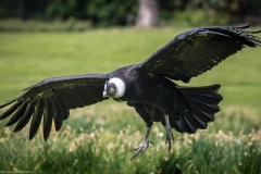 Vogelpark Walsrode