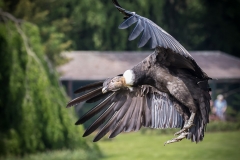 Vogelpark Walsrode