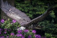 Vogelpark Walsrode