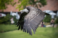 Vogelpark Walsrode