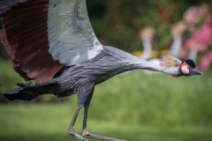 Vogelpark Walsrode