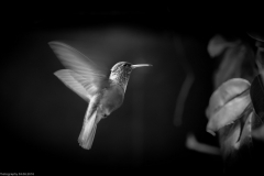 Weltvogelpark Walsrode 2016