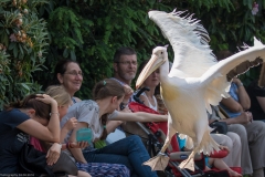 Weltvogelpark Walsrode 2016