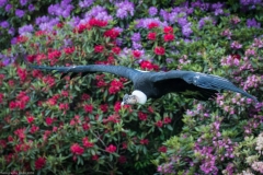Weltvogelpark Walsrode 2016