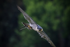 Weltvogelpark Walsrode 2016