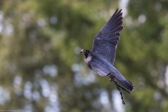 Weltvogelpark Walsrode 2016