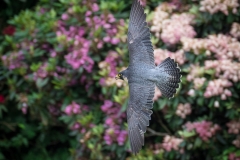 Weltvogelpark Walsrode 2016