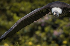 Weltvogelpark Walsrode 2016