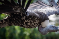 Weltvogelpark Walsrode 2016