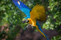 Weltvogelpark Walsrode 2016